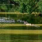 Graugänse mit ihren Jungen unterwegs auf dem Fluß Leine bei Hollenstedt / Northeim