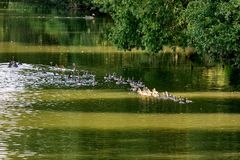 Graugänse mit ihren Jungen unterwegs auf dem Fluß Leine bei Hollenstedt / Northeim