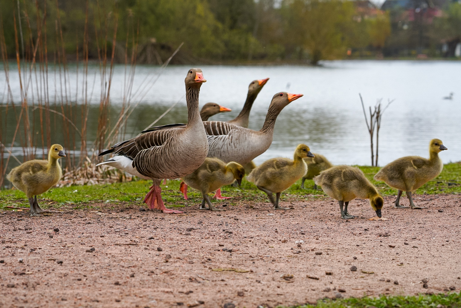 Graugänse mit ihren Küken am Teich. 