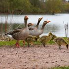 Graugänse mit ihren Küken am Teich. 