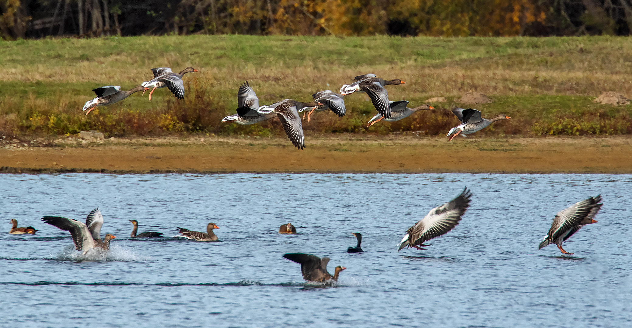 Graugänse Nilgänse Kormorane 005b