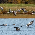 Graugänse Nilgänse Kormorane 005b