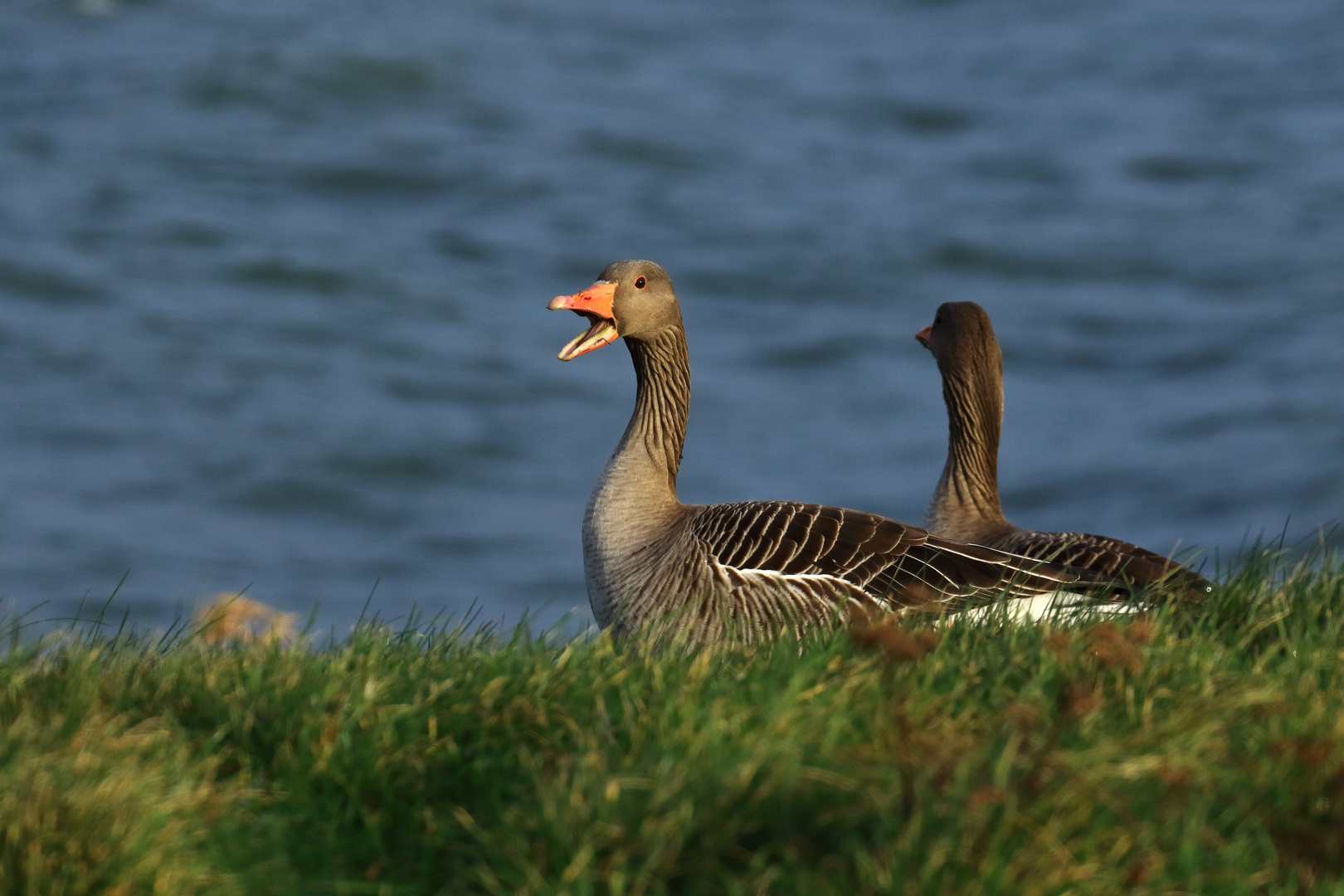 Graugänse Oostvaarderplassen #3