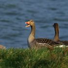 Graugänse Oostvaarderplassen #3