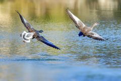 Graugänse-Paar im Gleitflug ...