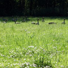 Graugänse ruhend