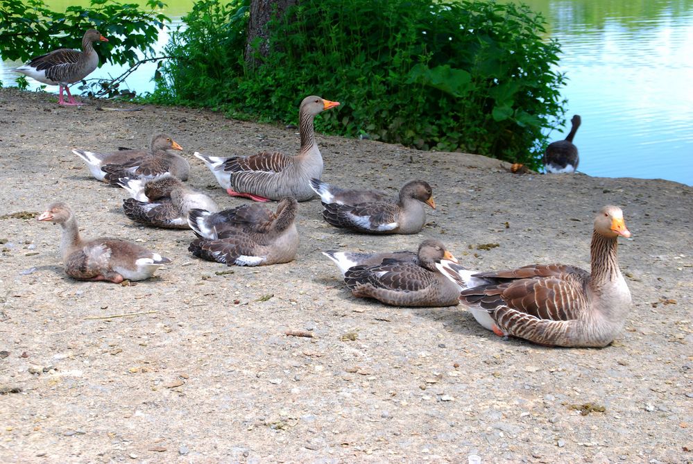 Graugänse Siesta