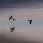 Graugänse suchen sich ein sicheres Plätzchen, bevor es losgeht