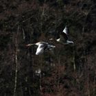 Graugänse über dem Nehrungssee 2