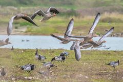 Graugänse überfliegen Nonnengänse