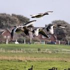 Graugänse vor der Okelützwarft Hallig Hooge