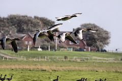 Graugänse vor der Okelützwarft Hallig Hooge