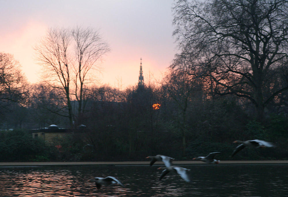 Graugänse vor Sunset im Hyde Park