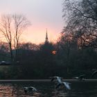 Graugänse vor Sunset im Hyde Park