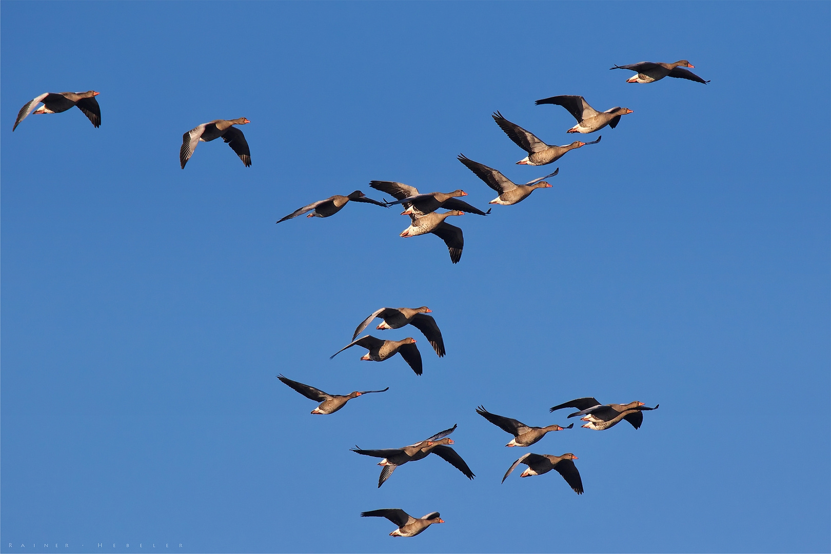 Graugänseflug