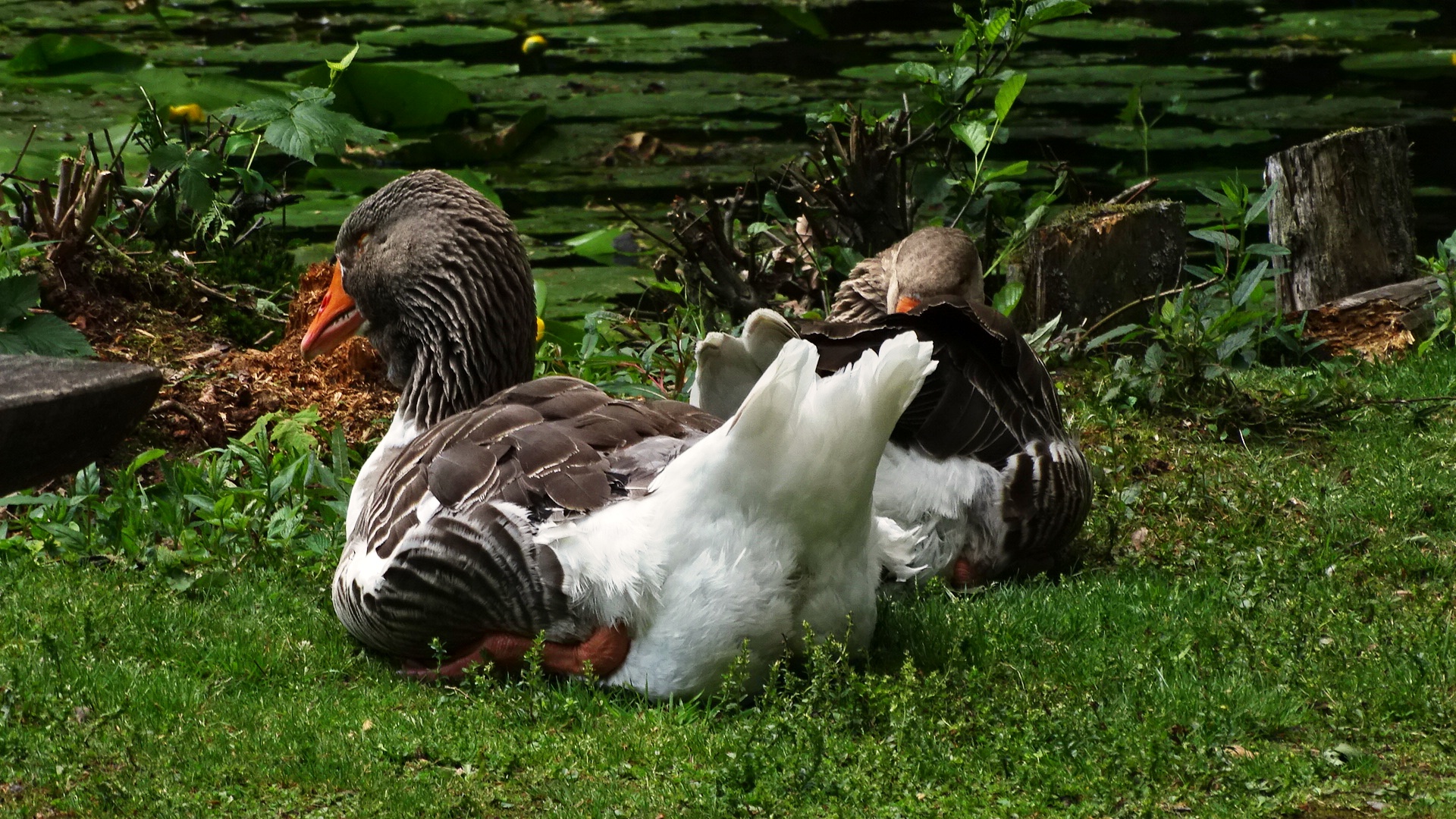 Graugänsefrühlingstag am grünen Teich