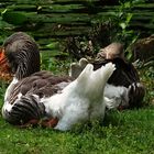 Graugänsefrühlingstag am grünen Teich