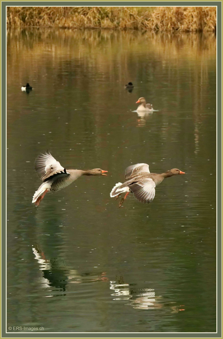 Graugänse_Oie Cendrée_Oca selvatica_Greylag Goose (Anser anser) 2023-02-08 084 ©