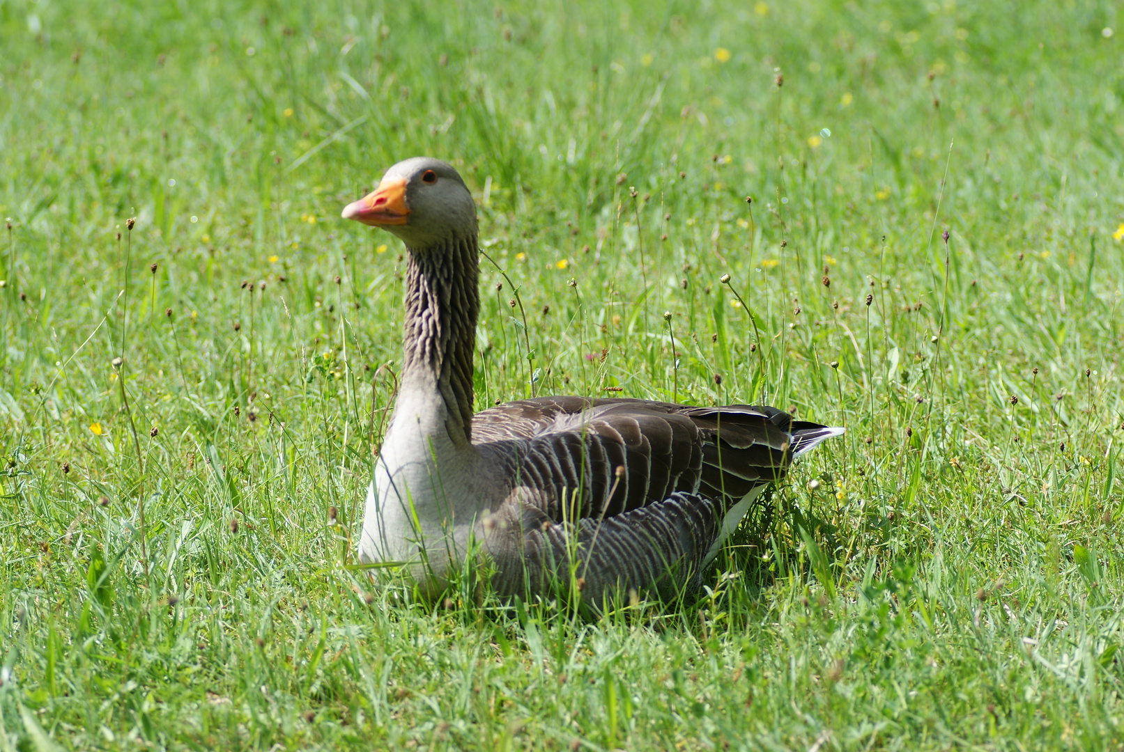 Graugangs im Wildpark Grünau