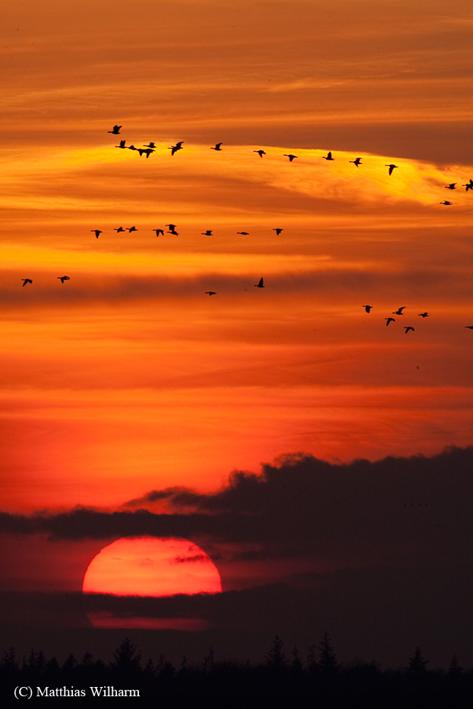 Graugans - Abendlicher Abflug