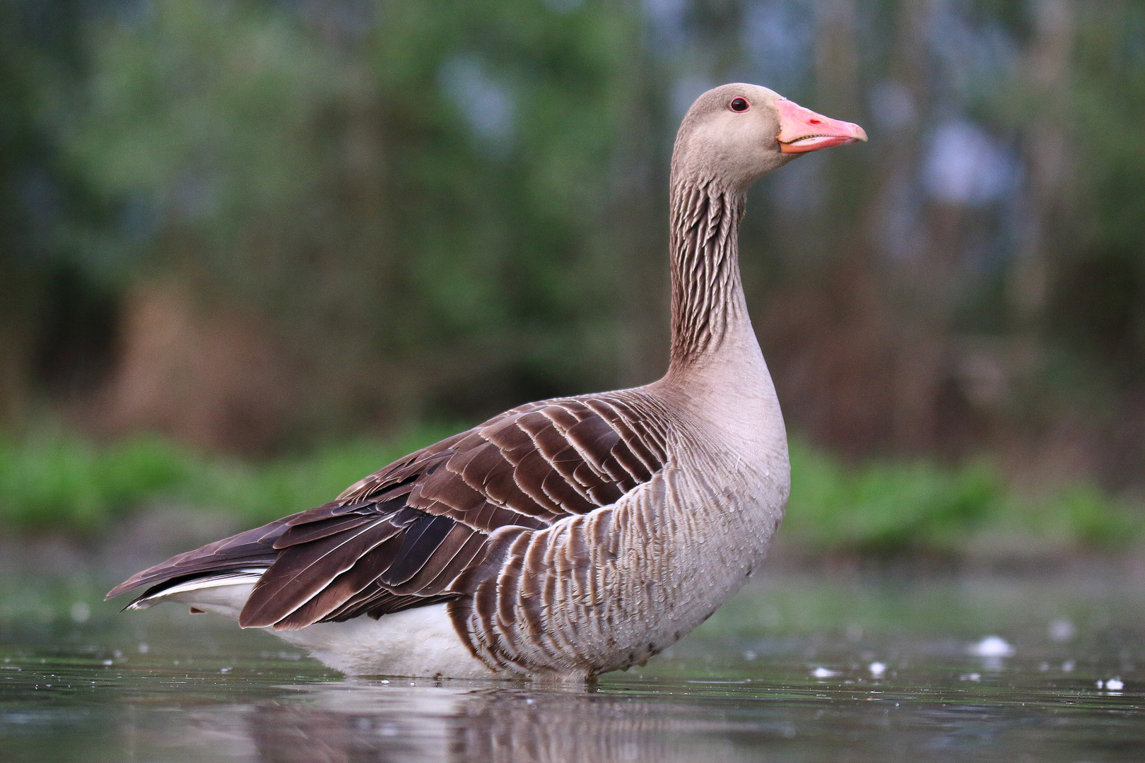 Graugans Foto & Bild tiere, wildlife, natur Bilder auf