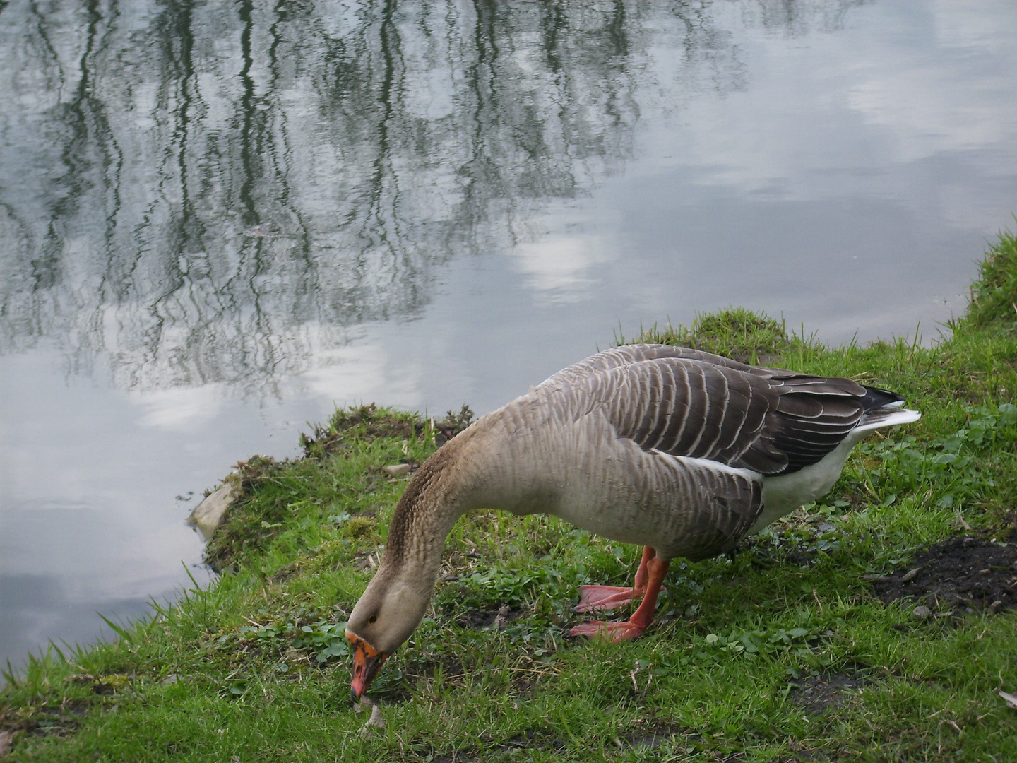 Graugans am Fluss