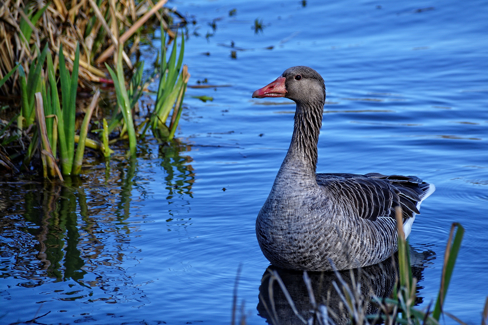 Graugans am Göttinger Kiessee