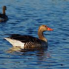 Graugans am Neusiedlersee