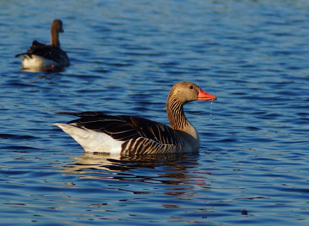 Graugans am Neusiedlersee