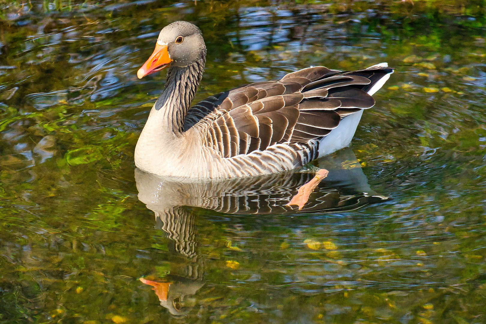 Graugans am Spiegeltag