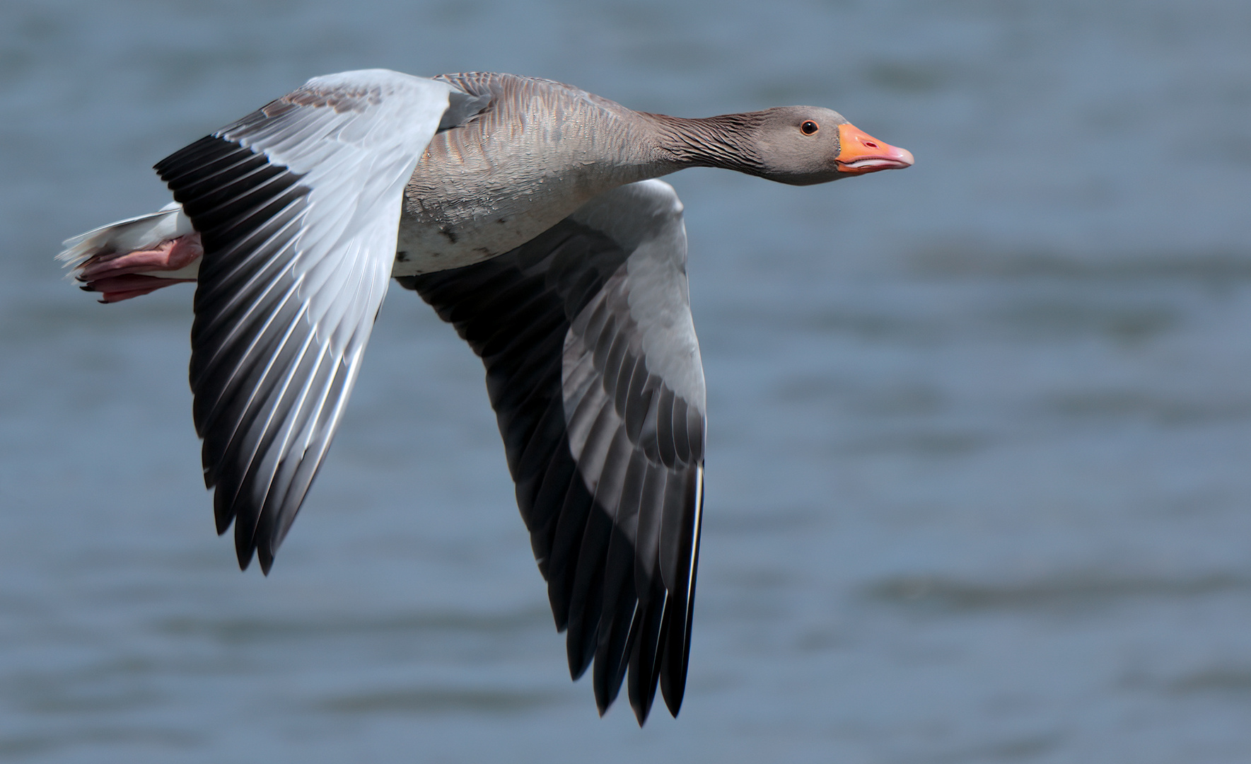 Graugans-Anser anser- Greylag Goose