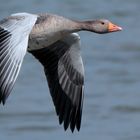 Graugans-Anser anser- Greylag Goose