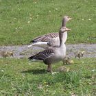 Graugans (Anser anser) mit Nachwuchs