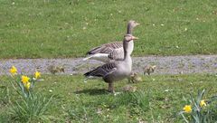 Graugans (Anser anser) mit Nachwuchs