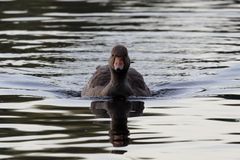 Graugans auf dem Bruchsee