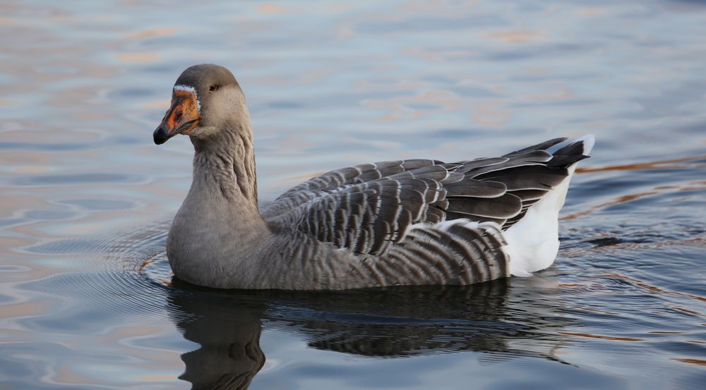 Graugans auf dem Bruchsee