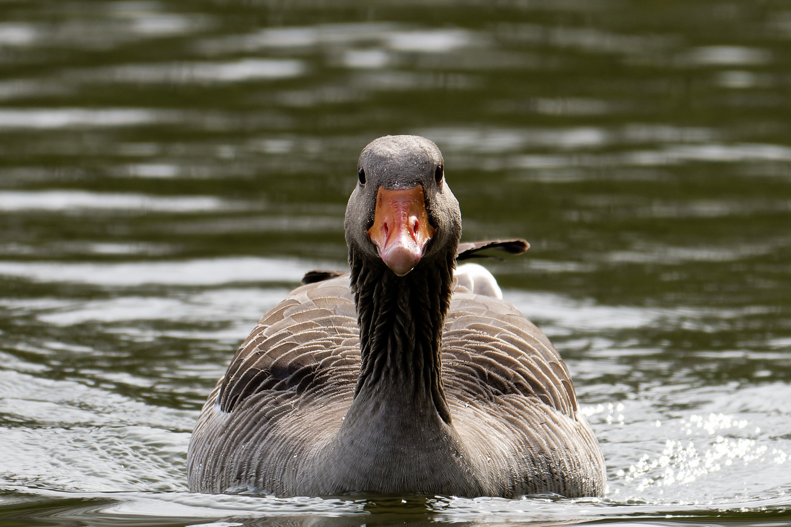 Graugans auf dem Mosburgweiher im Biebricher Schlosspark