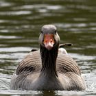 Graugans auf dem Mosburgweiher im Biebricher Schlosspark