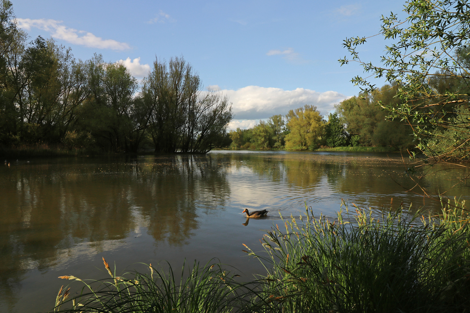 Graugans auf dem Teich