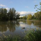 Graugans auf dem Teich