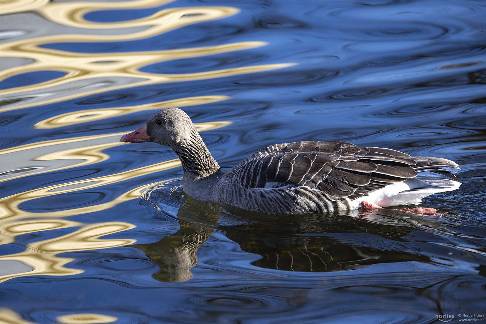 Graugans auf dem Wasser