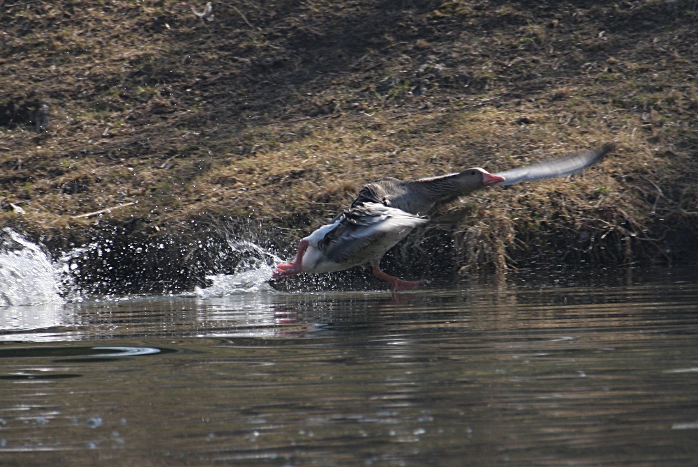 Graugans auf der Flucht vor dem Schwan