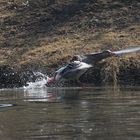 Graugans auf der Flucht vor dem Schwan