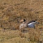 Graugans auf einer Borkumer Binnenweide am 21.03.18