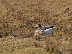 Graugans auf einer Borkumer Binnenweide am 21.03.18