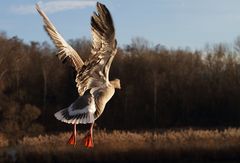 Graugans beim Abflug