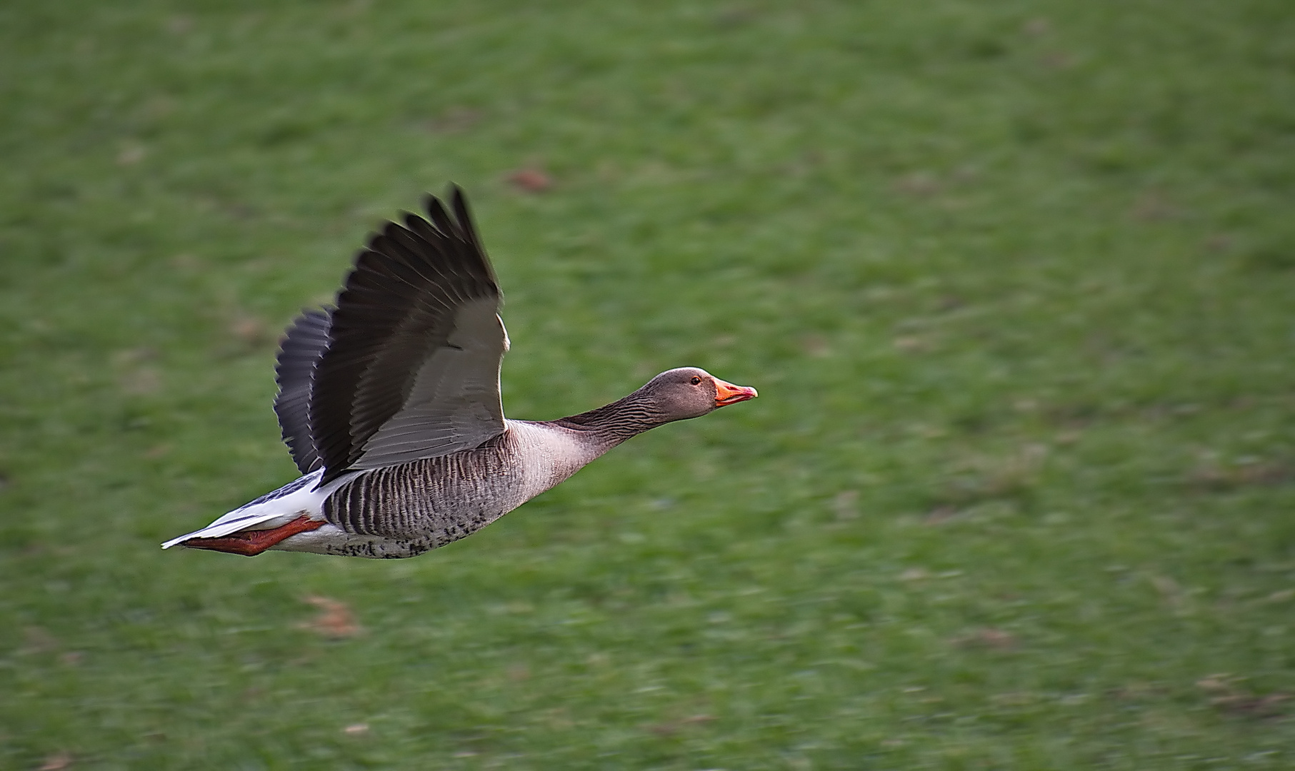 Graugans beim Abflug