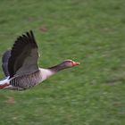 Graugans beim Abflug