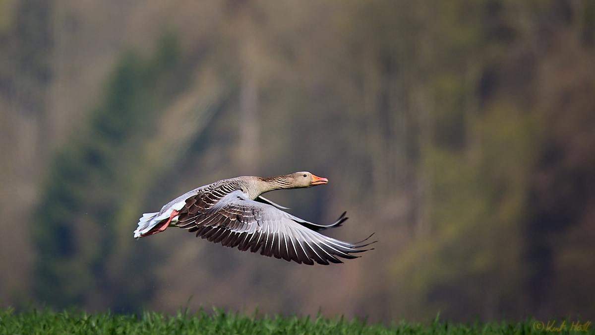 Graugans beim Abflug...