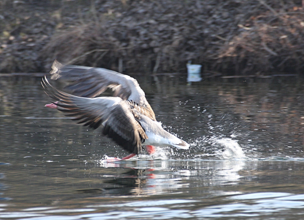 Graugans beim Abflug